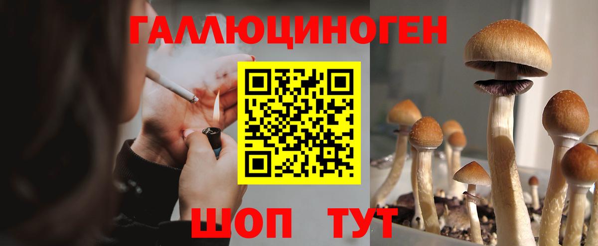 Галлюциногенные грибы Psilocybine cubensis Барабинск